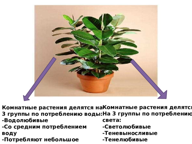 Комнатные растения делятся на Комнатные растения делятся 3 группы по потреблению воды: На 3 группы по потреблению света: -Водолюбивые -Светолюбивые -Со средним потреблением воду -Теневыносливые -Потребляют небольшое количество воды -Тенелюбивые