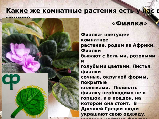 Какие же комнатные растения есть у нас в группе…  «Фиалка»  Фиалка- цветущее комнатное растение, родом из Африки. Фиалки бывают с белыми, розовыми и голубыми цветами. Листья фиалки сочные, округлой формы, покрытые волосками. Поливать фиалку необходимо не в горшок, а в поддон, на котором она стоит. В Древней Греции люди украшают свою одежду, жилище цветами фиалки. Фиалка символ весны. Фиалка обладает лечебными свойствами: помогает при кашле, при заболевании горла.