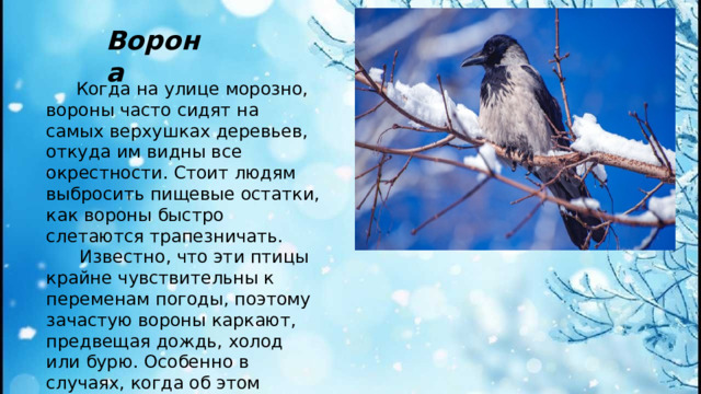 Ворона  Когда на улице морозно, вороны часто сидят на самых верхушках деревьев, откуда им видны все окрестности. Стоит людям выбросить пищевые остатки, как вороны быстро слетаются трапезничать.  Известно, что эти птицы крайне чувствительны к переменам погоды, поэтому зачастую вороны каркают, предвещая дождь, холод или бурю. Особенно в случаях, когда об этом сообщают всей стаей.