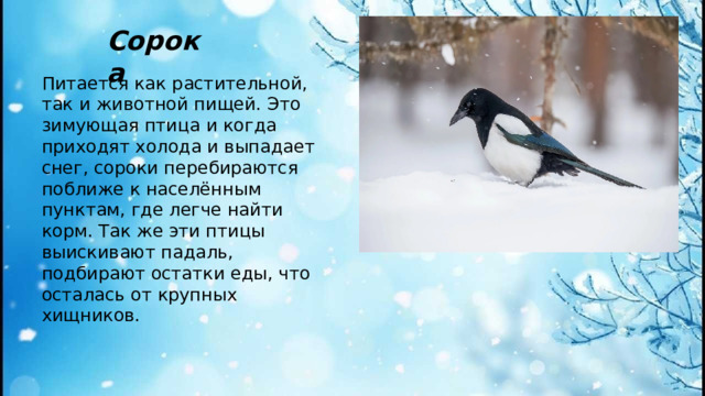 Сорока Питается как растительной, так и животной пищей. Это зимующая птица и когда приходят холода и выпадает снег, сороки перебираются поближе к населённым пунктам, где легче найти корм. Так же эти птицы выискивают падаль, подбирают остатки еды, что осталась от крупных хищников.