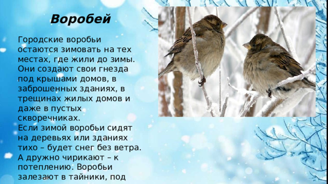 Воробей Городские воробьи остаются зимовать на тех местах, где жили до зимы. Они создают свои гнезда под крышами домов, в заброшенных зданиях, в трещинах жилых домов и даже в пустых скворечниках. Если зимой воробьи сидят на деревьях или зданиях тихо – будет снег без ветра. А дружно чирикают – к потеплению. Воробьи залезают в тайники, под крыши или груды хвороста – к морозу или перед пургой.