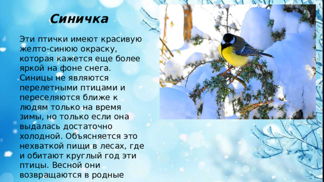 Синичка Эти птички имеют красивую желто-синюю окраску, которая кажется еще более яркой на фоне снега. Синицы не являются перелетными птицами и переселяются ближе к людям только на время зимы, но только если она выдалась достаточно холодной. Объясняется это нехваткой пищи в лесах, где и обитают круглый год эти птицы. Весной они возвращаются в родные пенаты и выводят там птенцов.