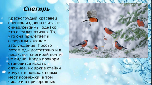 Снегирь Красногрудый красавец снегирь издавна считают символом зимы, однако это оседлая птичка. То, что она прилетает к северным холодам – заблуждение. Просто летом еды достаточно и в лесах, вот снегирей почти не видно. Когда прокорм становится искать сложнее, их яркие стайки кочуют в поисках новых мест кормёжки, в том числе и в пригородных парках.