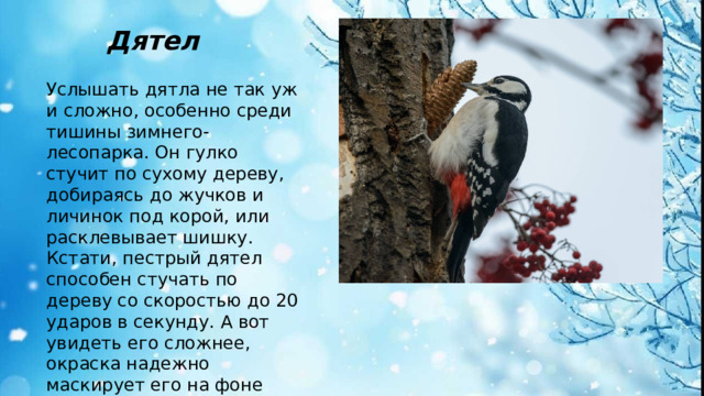 Дятел Услышать дятла не так уж и сложно, особенно среди тишины зимнего-лесопарка. Он гулко стучит по сухому дереву, добираясь до жучков и личинок под корой, или расклевывает шишку. Кстати, пестрый дятел способен стучать по дереву со скоростью до 20 ударов в секунду. А вот увидеть его сложнее, окраска надежно маскирует его на фоне коры дерева, выдает только красная шапочка.