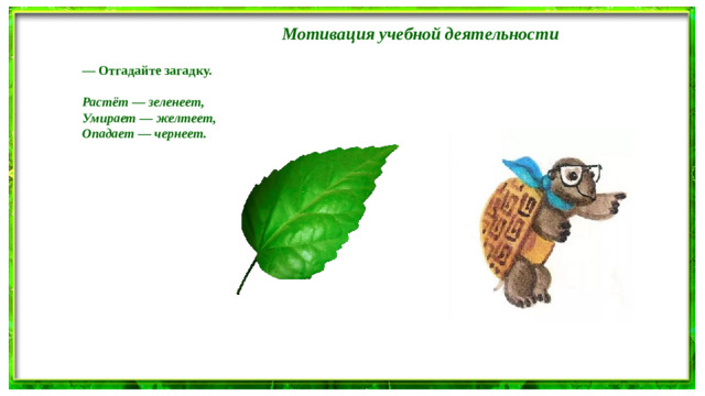 Мотивация учебной деятельности — Отгадайте загадку.  Растёт — зеленеет, Умирает — желтеет, Опадает — чернеет.