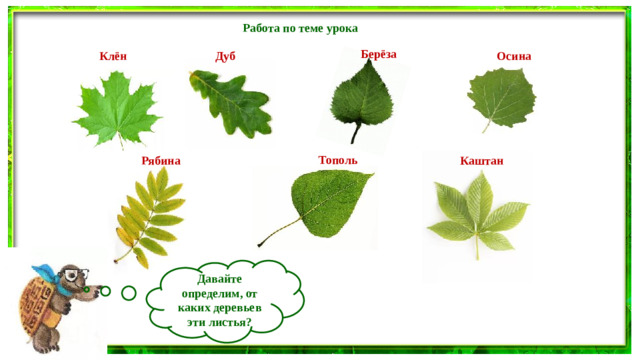 Работа по теме урока Берёза Дуб Осина Клён Тополь Рябина Каштан Давайте определим, от каких деревьев эти листья?