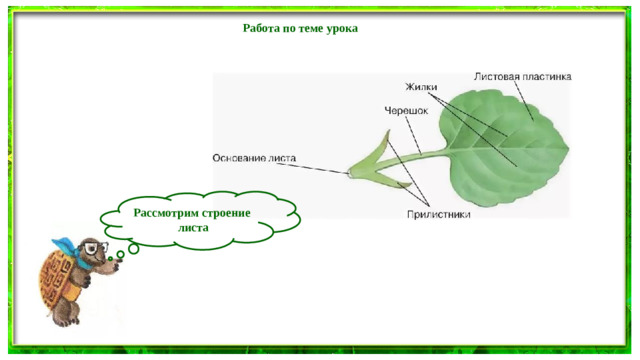 Работа по теме урока Рассмотрим строение листа
