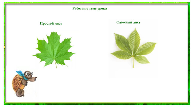 Работа по теме урока Сложный лист Простой лист