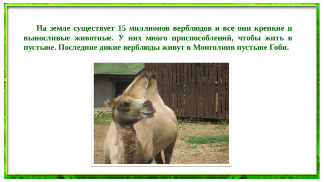 На земле существует 15 миллионов верблюдов и все они крепкие и выносливые животные. У них много приспособлений, чтобы жить в пустыне. Последние дикие верблюды живут в Монголиив пустыне Гоби.