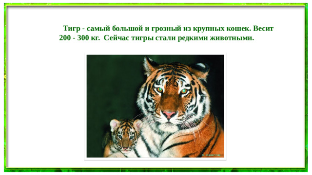 Тигр - самый большой и грозный из крупных кошек. Весит 200 - 300 кг. Сейчас тигры стали редкими животными.