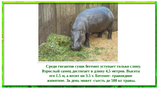 Среди гигантов суши бегемот уступает только слону. Взрослый самец достигает в длину 4,5 метров. Высота его 1.5 м, а весит он 3.5 т. Бегемот- травоядное животное. За день может съесть до 500 кг травы.