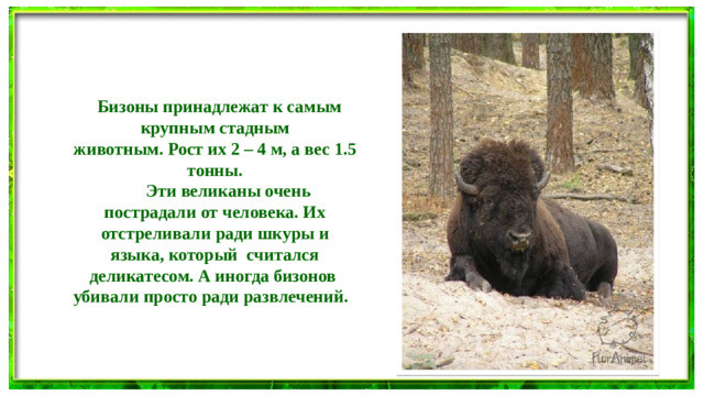 Бизоны принадлежат к самым крупным стадным животным. Рост их 2 – 4 м, а вес 1.5 тонны.  Эти великаны очень пострадали от человека. Их отстреливали ради шкуры и языка, который считался деликатесом. А иногда бизонов убивали просто ради развлечений.