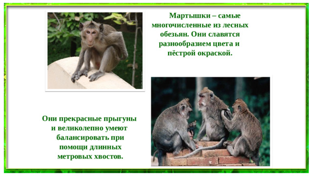 Мартышки – самые многочисленные из лесных обезьян. Они славятся разнообразием цвета и пёстрой окраской. Они прекрасные прыгуны и великолепно умеют  балансировать при  помощи длинных  метровых хвостов.