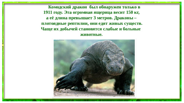 Комодский дракон был обнаружен только в 1911 году. Эта огромная ящерица весит 150 кг, а её длина превышает 3 метров. Драконы –  плотоядные рептилии, они едят живых существ. Чаще их добычей становятся слабые и больные животные.
