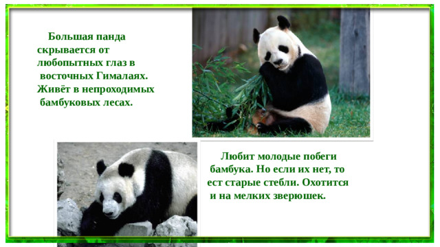 Большая панда скрывается от любопытных глаз в  восточных Гималаях. Живёт в непроходимых  бамбуковых лесах.   Любит молодые побеги  бамбука. Но если их нет, то ест старые стебли. Охотится  и на мелких зверюшек.