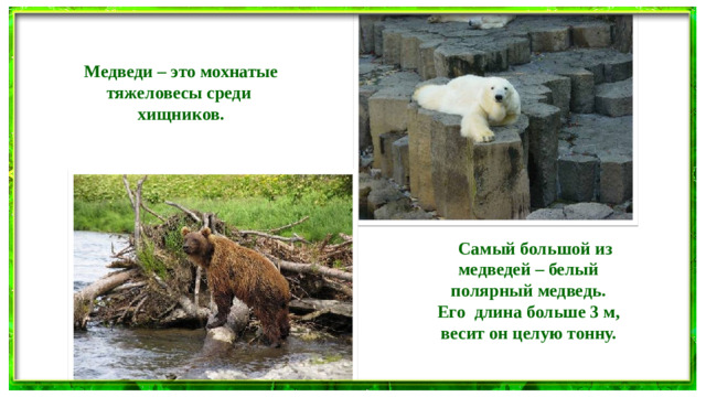 Медведи – это мохнатые  тяжеловесы среди  хищников.  Самый большой из  медведей – белый  полярный медведь.  Его длина больше 3 м,  весит он целую тонну.