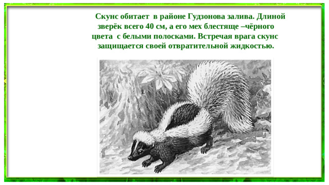 Скунс обитает в районе Гудзонова залива. Длиной  зверёк всего 40 см, а его мех блестяще –чёрного цвета с белыми полосками. Встречая врага скунс защищается своей отвратительной жидкостью.