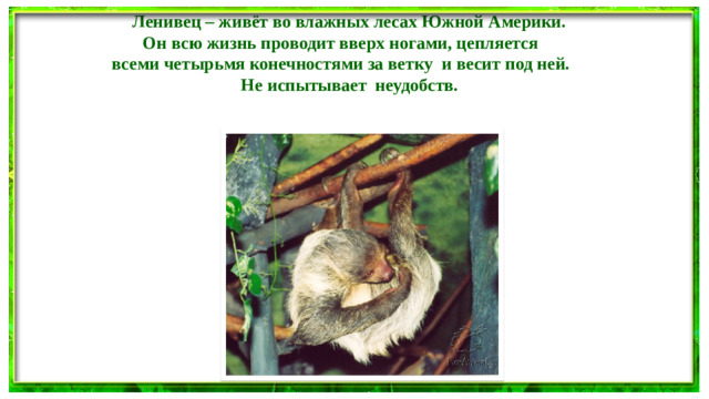 Ленивец – живёт во влажных лесах Южной Америки. Он всю жизнь проводит вверх ногами, цепляется всеми четырьмя конечностями за ветку и весит под ней.  Не испытывает неудобств.