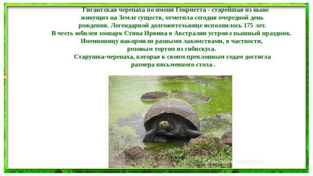 Гигантская черепаха по имени Генриетта - старейшая из ныне живущих на Земле существ, отметила сегодня очередной день  рождения. Легендарной долгожительнице исполнилось 175 лет.  В честь юбилея зоопарк Стива Ирвина в Австралии устроил пышный праздник. Именинницу накормили разными лакомствами, в частности, розовым тортом из гибискуса.  Старушка-черепаха, которая к своим преклонным годам достигла  размера письменного стола . Слоновая черепаха