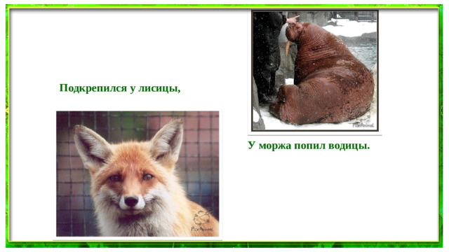 Подкрепился у лисицы, У моржа попил водицы.