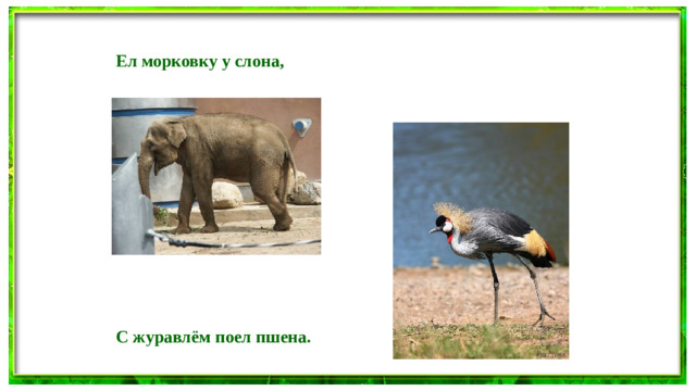 Ел морковку у слона, С журавлём поел пшена.