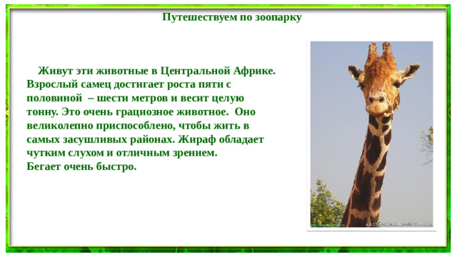 Путешествуем по зоопарку  Живут эти животные в Центральной Африке. Взрослый самец достигает роста пяти с половиной – шести метров и весит целую тонну. Это очень грациозное животное. Оно великолепно приспособлено, чтобы жить в самых засушливых районах. Жираф обладает чутким слухом и отличным зрением. Бегает очень быстро.