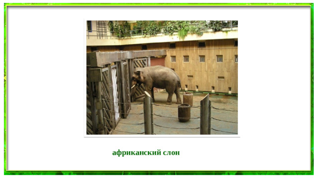 африканский слон