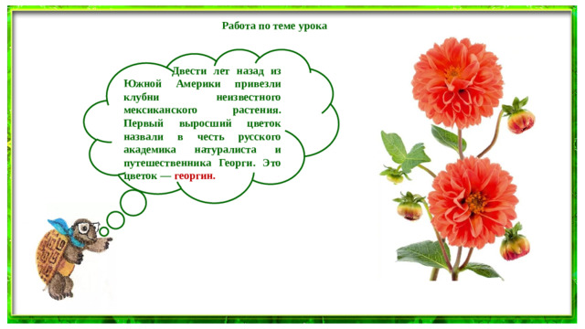 Работа по теме урока   Двести лет назад из Южной Америки привезли клубни неизвестного мексиканского растения. Первый выросший цветок назвали в честь русского академика натуралиста и путешественника Георги. Это цветок — георгин.