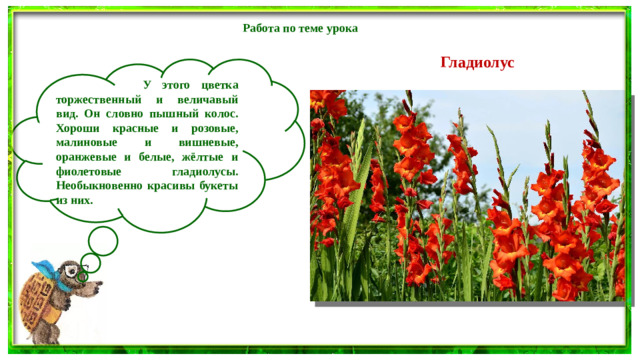Работа по теме урока Гладиолус  У этого цветка торжественный и величавый вид. Он словно пышный колос. Хороши красные и розовые, малиновые и вишневые, оранжевые и белые, жёлтые и фиолетовые гладиолусы. Необыкновенно красивы букеты из них.