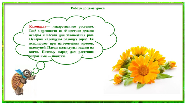 Работа по теме урока  Календула — лекарственное растение. Ещё в древности из её цветков делали отвары и настои для заживления ран. Отваром календулы полощут горло. Её используют при изготовлении кремов, шампуней. Плоды календулы похожи на когти. Поэтому народ дал растению второе имя — ноготки.