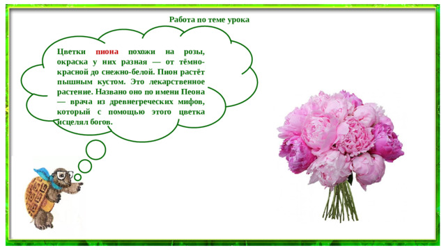 Работа по теме урока   Цветки пиона похожи на розы, окраска у них разная — от тёмно-красной до снежно-белой. Пион растёт пышным кустом. Это лекарственное растение. Названо оно по имени Пеона — врача из древнегреческих мифов, который с помощью этого цветка исцелял богов.