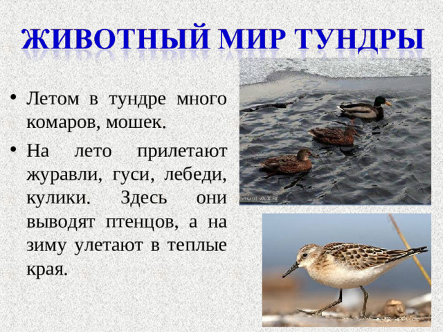 Летом в тундре много комаров, мошек. На лето прилетают журавли, гуси, лебеди, кулики. Здесь они выводят птенцов, а на зиму улетают в теплые края.