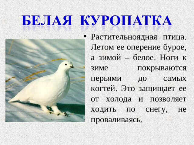 Растительноядная птица. Летом ее оперение бурое, а зимой – белое. Ноги к зиме покрываются перьями до самых когтей. Это защищает ее от холода и позволяет ходить по снегу, не проваливаясь.