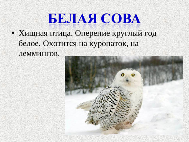 Хищная птица. Оперение круглый год белое. Охотится на куропаток, на леммингов.