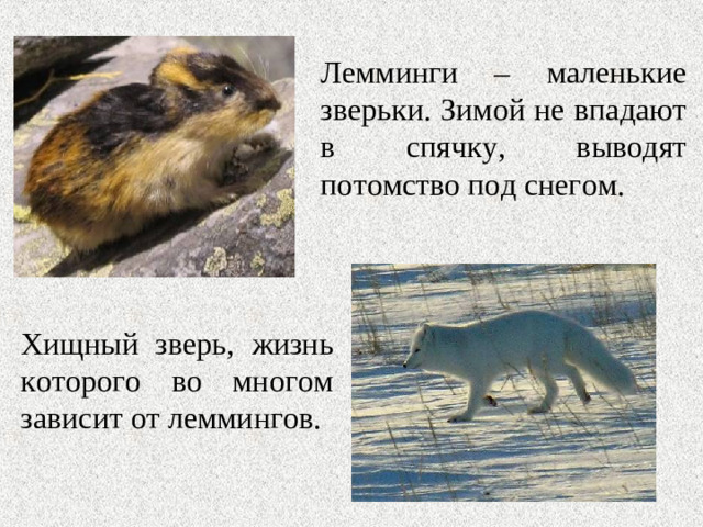 Лемминги – маленькие зверьки. Зимой не впадают в спячку, выводят потомство под снегом. Хищный зверь, жизнь которого во многом зависит от леммингов.