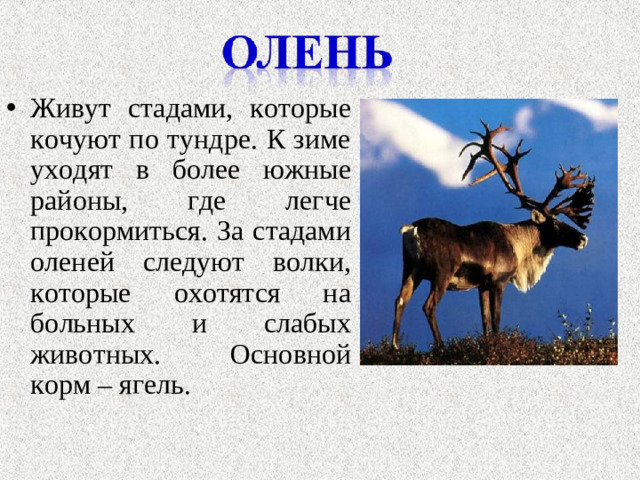 Живут стадами, которые кочуют по тундре. К зиме уходят в более южные районы, где легче прокормиться. За стадами оленей следуют волки, которые охотятся на больных и слабых животных. Основной корм – ягель.