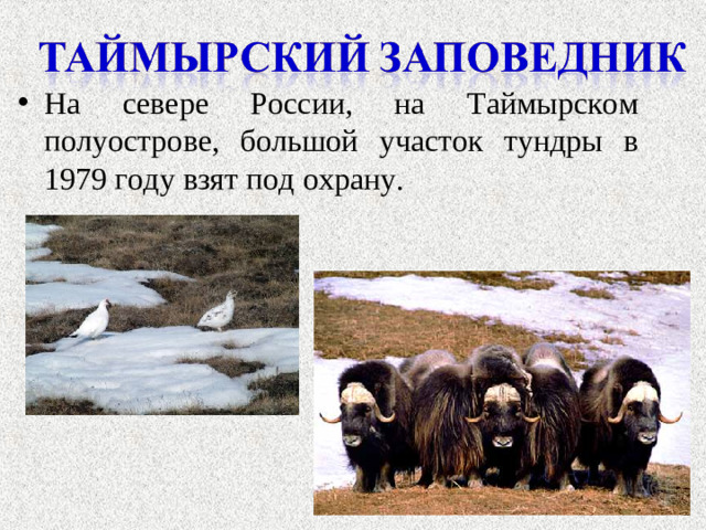 На севере России, на Таймырском полуострове, большой участок тундры в 1979 году взят под охрану.
