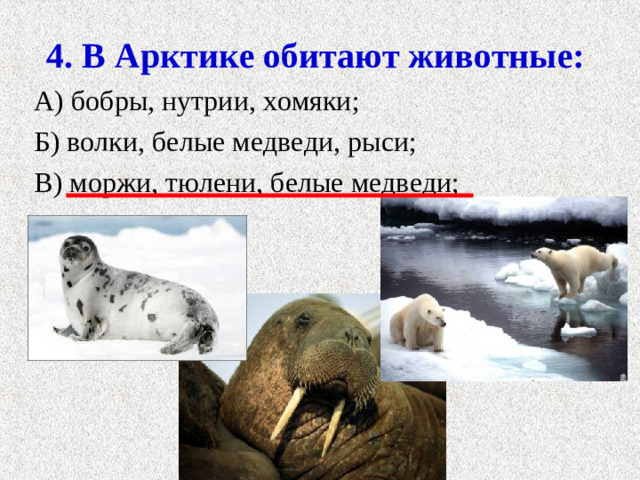 4. В Арктике обитают животные: А) бобры, нутрии, хомяки; Б) волки, белые медведи, рыси; В) моржи, тюлени, белые медведи;