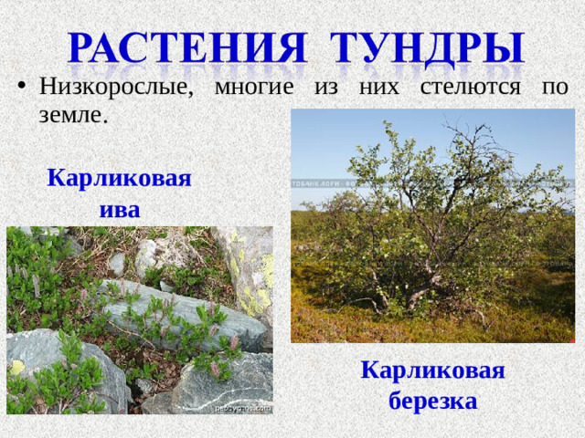 Низкорослые, многие из них стелются по земле.