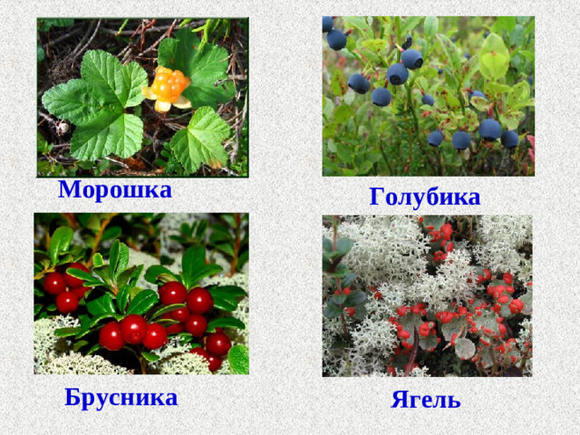 Морошка Голубика Брусника Ягель
