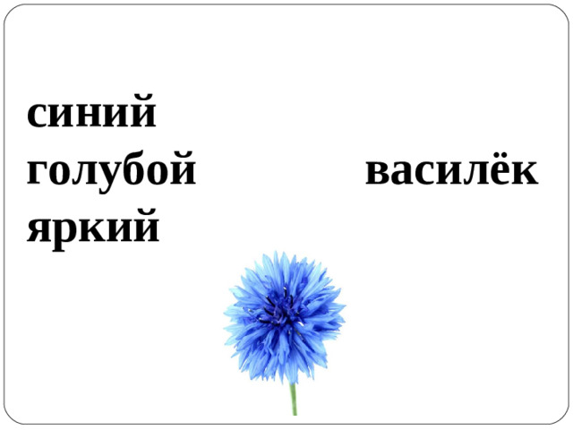 синий голубой василёк яркий