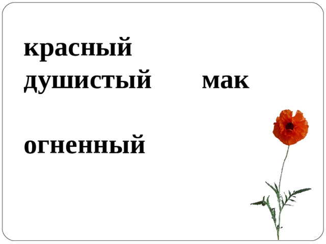 красный душистый мак огненный