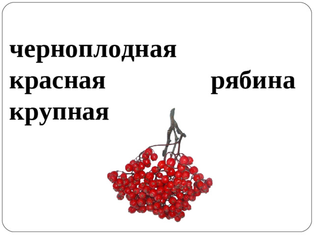 черноплодная красная рябина крупная