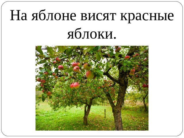 На яблоне висят красные яблоки.