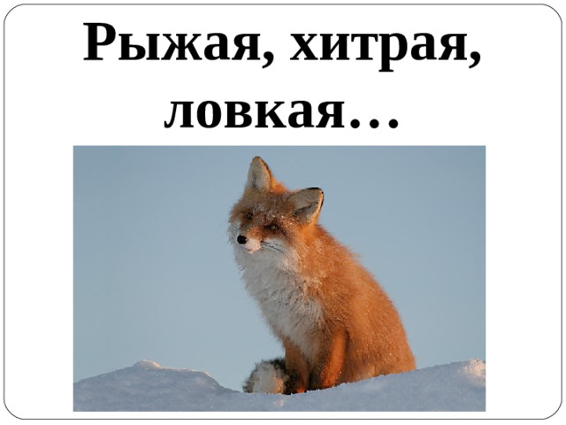 Рыжая, хитрая, ловкая …