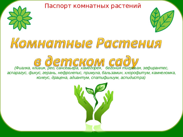 Паспорт комнатных растений (Фиалка, кливия, рео, сансевьера, хамедорея, бегония тигровая, зефирантес, аспарагус, фикус, герань, нефролепис, примула, бальзамин, хлорофитум, камнеломка, колеус, драцена, адиантум, спатифилиум, аспидистра)