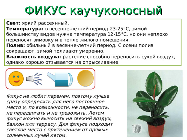 ФИКУС каучуконосный Свет: яркий рассеянный. Температура: в весенне-летний период  23-25°C, зимой большинству видов нужна температура 12-15°C, но они неплохо переносят зимовку и в тепле жилого помещения. Полив: обильный в весенне-летний период. С осени полив сокращают, зимой поливают умеренно. Влажность воздуха: растение способно переносить сухой воздух, однако хорошо отзывается на опрыскивание. Фикус не любит перемен, поэтому лучше сразу определить для него постоянное место и, по возможности, не переносить, не передвигать и не тревожить. Летом фикус можно выносить на свежий воздух, балкон или террасу. Для фикуса подходит светлое место с притенением от прямых солнечных лучей летом.