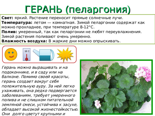 ГЕРАНЬ ( пеларгония ) Свет: яркий. Растение переносит прямые солнечные лучи. Температура: летом — комнатная. Зимой пеларгонии содержат как можно прохладнее, при температуре 8-12°С. Полив: умеренный, так как пеларгонии не любят переувлажнения. Зимой растения поливают очень умеренно. Влажность воздуха: В жаркие дни можно опрыскивать. 18 С Герань можно выращивать и на подоконнике, и в саду или на балконе. Помимо своей красоты, герань создает вокруг себя положительную ауру. За ней легко ухаживать, она редко подвергается заболеваниям, требует умеренного полива и не слишком питательной земляной смеси, устойчива к засухе, обладает высокой жизнестойкостью. Они долго цветут крупными и красочными соцветиями.