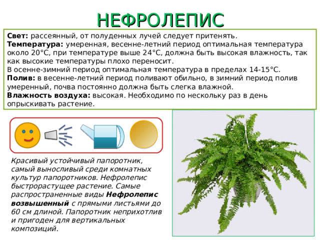 НЕФРОЛЕПИС Свет: рассеянный, от полуденных лучей следует притенять. Температура: умеренная, весенне-летний период оптимальная температура около 20°C, при температуре выше 24°C, должна быть высокая влажность, так как высокие температуры плохо переносит.  В осенне-зимний период оптимальная температура в пределах 14-15°C. Полив: в весенне-летний период поливают обильно, в зимний период полив умеренный, почва постоянно должна быть слегка влажной. Влажность воздуха: высокая. Необходимо по нескольку раз в день опрыскивать растение. Красивый устойчивый папоротник, самый выносливый среди комнатных культур папоротников. Нефролепис быстрорастущее растение. Самые распространенные виды Нефролепис возвышенный с прямыми листьями до 60 см длиной. Папоротник неприхотлив и пригоден для вертикальных композиций.