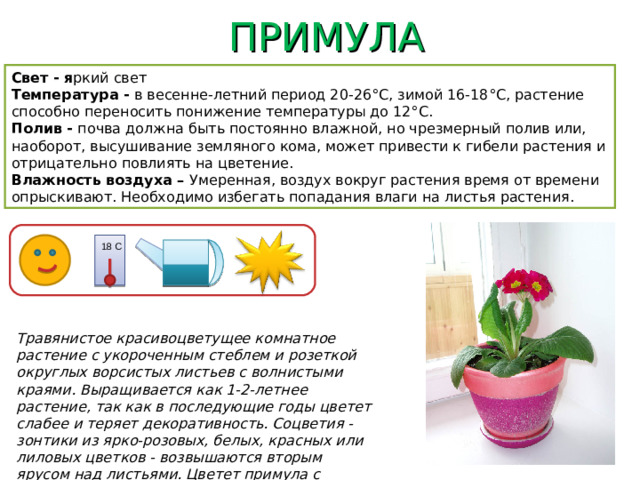 ПРИМУЛА Свет - я ркий свет Температура - в весенне-летний период 20-26°C, зимой 16-18°C, растение способно переносить понижение температуры до 12°C. Полив - почва должна быть постоянно влажной, но чрезмерный полив или, наоборот, высушивание земляного кома, может привести к гибели растения и отрицательно повлиять на цветение. Влажность воздуха – Умеренная, воздух вокруг растения время от времени опрыскивают. Необходимо избегать попадания влаги на листья растения. 18 С Травянистое красивоцветущее комнатное растение с укороченным стеблем и розеткой округлых ворсистых листьев с волнистыми краями. Выращивается как 1-2-летнее растение, так как в последующие годы цветет слабее и теряет декоративность. Соцветия - зонтики из ярко-розовых, белых, красных или лиловых цветков - возвышаются вторым ярусом над листьями. Цветет примула с ранней весны до декабря.